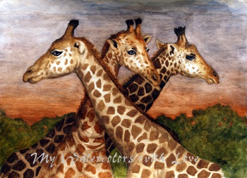 Three giraffes